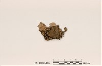 藏品(肺衣)的圖片